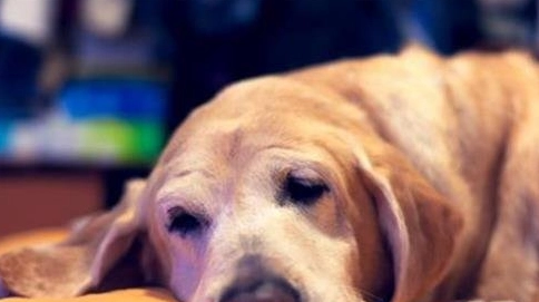 前庭神經炎症狀