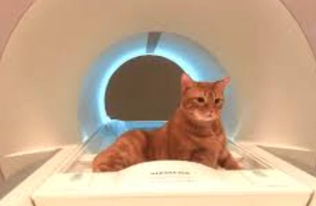 貓 MRI 檢查