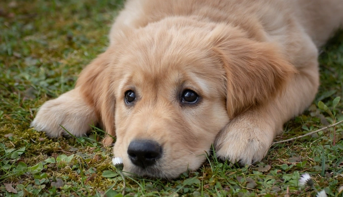 狗狗異位性皮膚炎天然療法