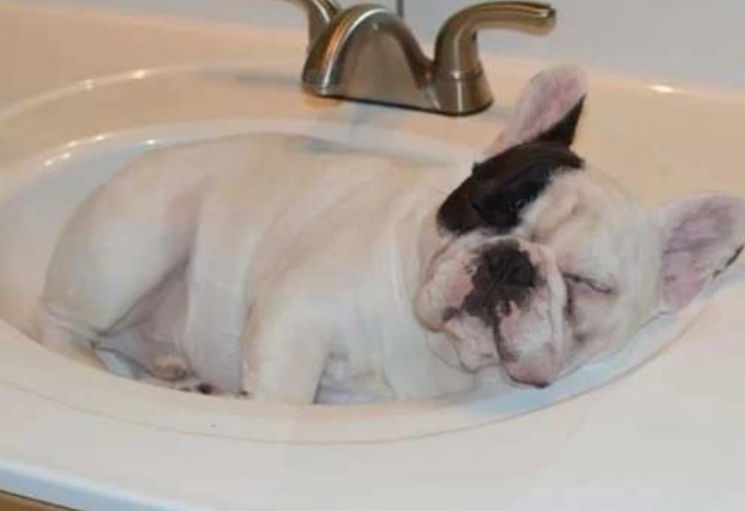 法鬥洗澡注意事项