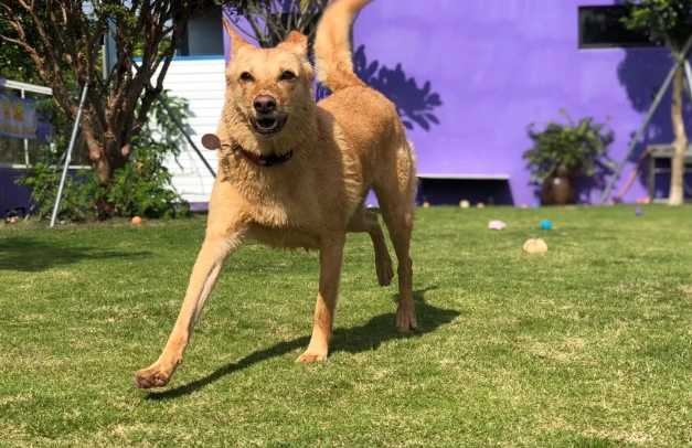 寵物寄生蟲藥價格