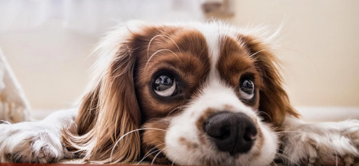 心絲蟲癲癇治療