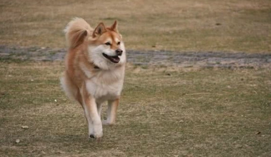 寵物皮膚病治療