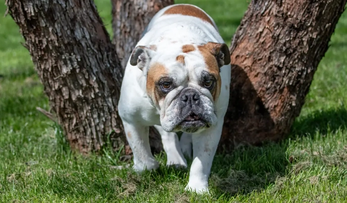狗狗皮膚藥膏比較