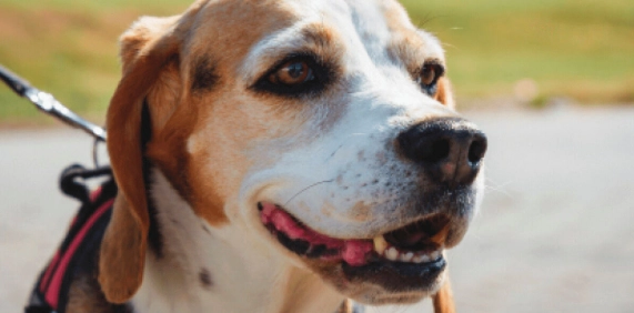 狗狗擦臉原因 狗狗擦臉原因