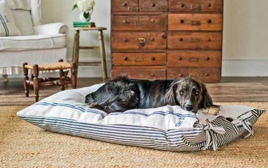 狗狗神經炎症狀 狗狗神經炎症狀