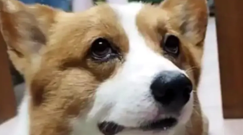 狗狗流口水原因