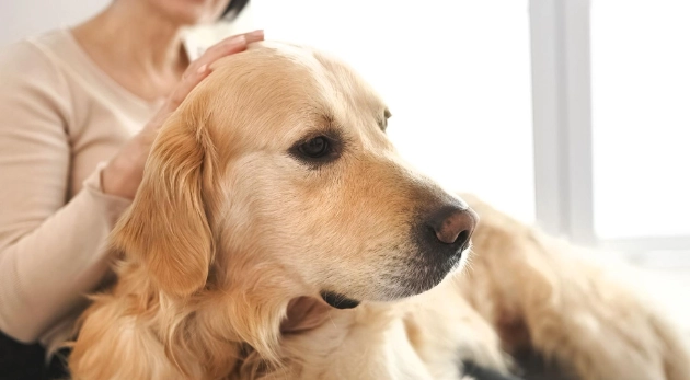 老年狗平衡問題治療 老年狗平衡問題治療