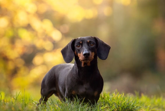 臘腸狗背痛治療