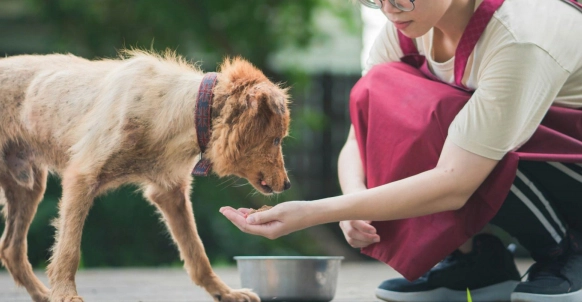 犬認知功能障礙存活期 犬認知功能障礙存活期