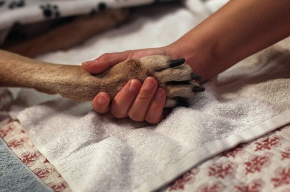 獸醫到府安樂死