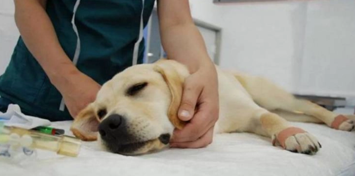 心絲蟲治療副作用