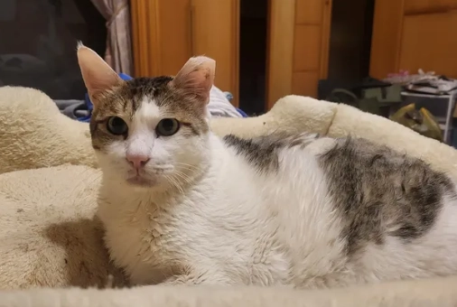 貓愛滋病牙科治療