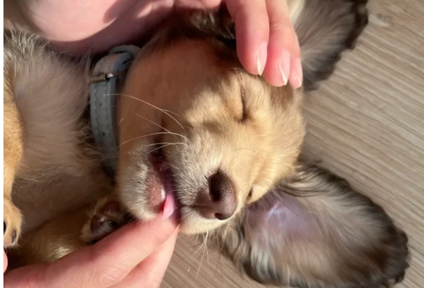 臘腸狗背痛治療