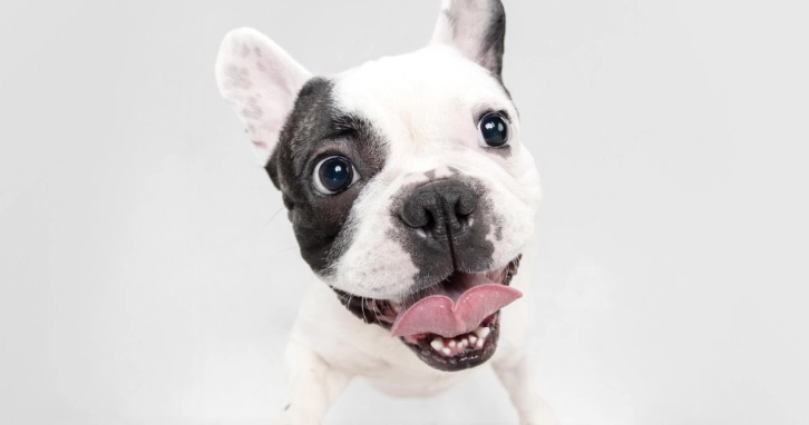 老年狗流口水原因