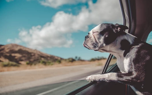 狗狗前庭疾病治療