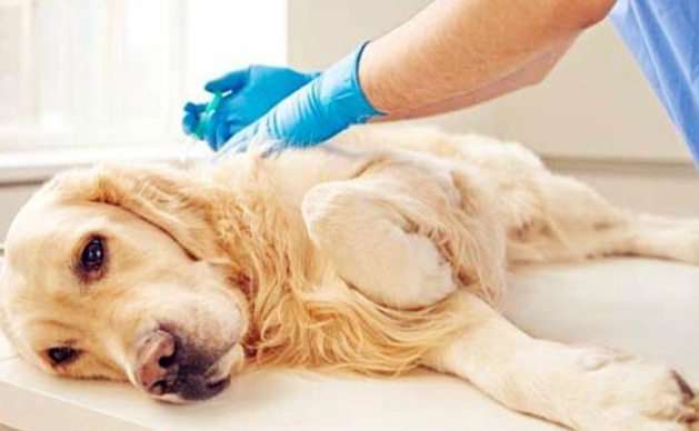 狗狗心絲蟲藥多久吃 狗狗心絲蟲藥多久吃