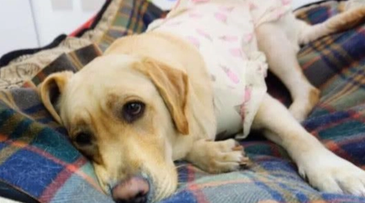 狗胰臟炎點滴照護