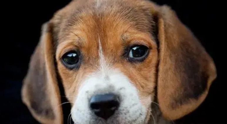 寵物皮膚色素沉澱