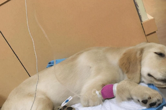 犬心絲蟲後遺症管理