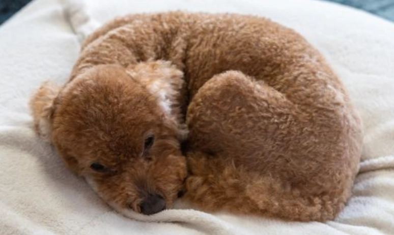 前庭神經炎症狀