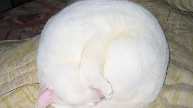 貓愛滋病牙科治療