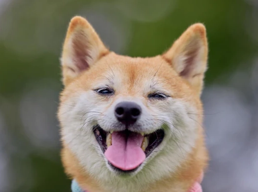 狗狗不搖尾巴原因