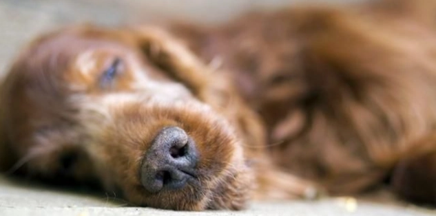 寵物安樂死服務