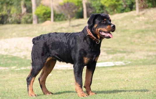 狗狗黑色素沉澱