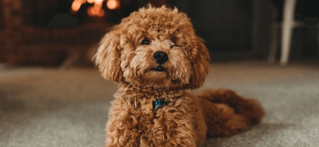 寵物皮膚黑色顆粒原因