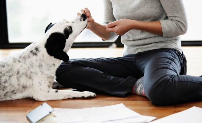 寵物寄生蟲處理