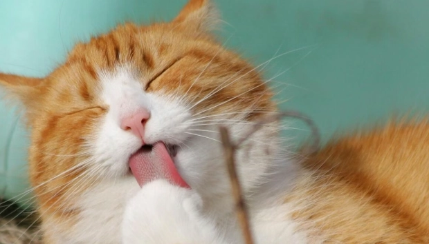 貓粟粒狀皮膚炎症狀 貓粟粒狀皮膚炎症狀