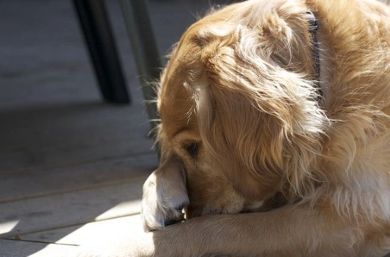 狗狗擦臉原因 狗狗擦臉原因