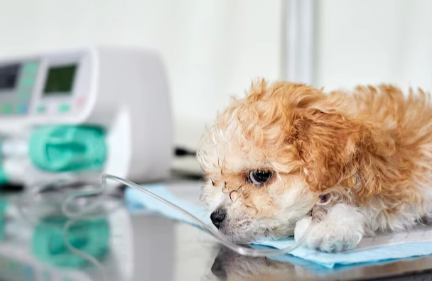 心絲蟲癲癇症狀