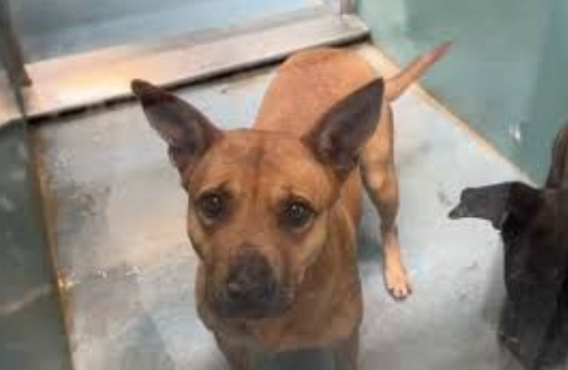 上門安樂死費用