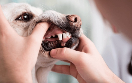 狗狗軟顎過長手術價格