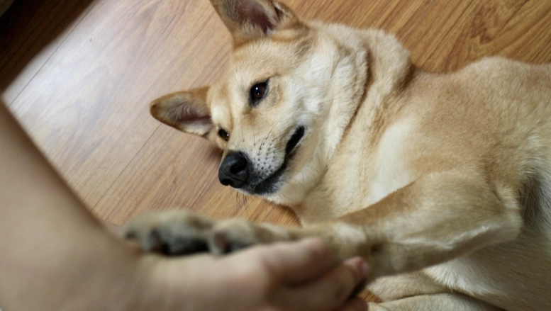 如何知道狗狗愛你