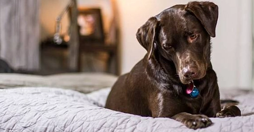 狗狗過度興奮 狗狗過度興奮