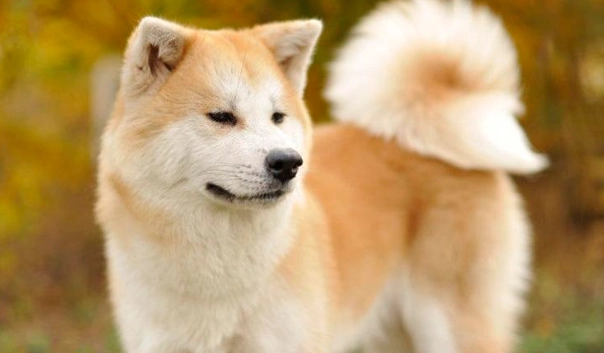 老年狗飲食管理