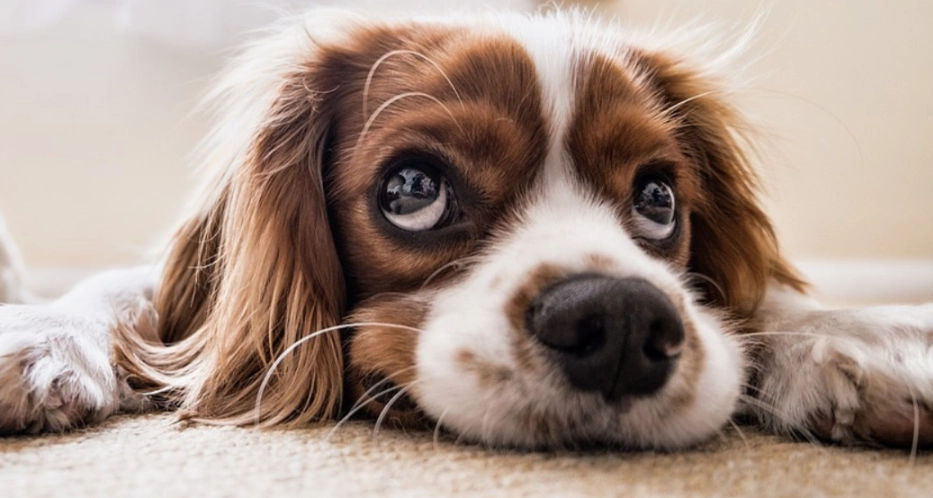 寵物開胃藥安全