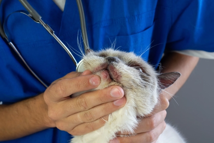 貓皮膚病會傳染給人嗎 貓皮膚病會傳染給人嗎