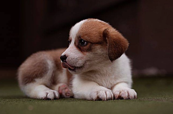 狗皮膚黑色點點