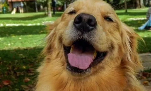 狗狗愛主人表現