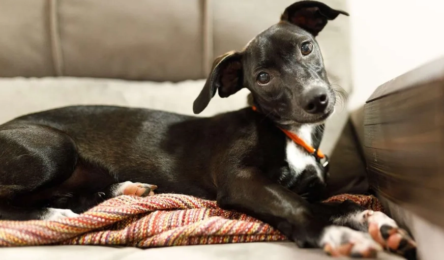 前庭症候群症狀