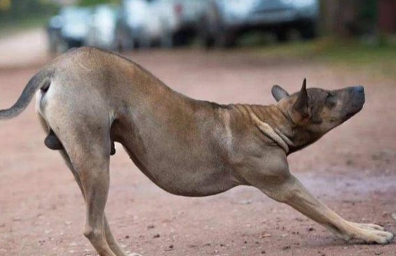 狗背部拱起原因 狗背部拱起原因
