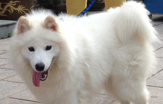 狗狗走路歪一邊