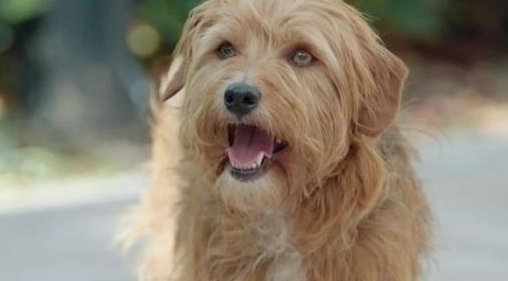 狗認知功能障礙 狗認知功能障礙