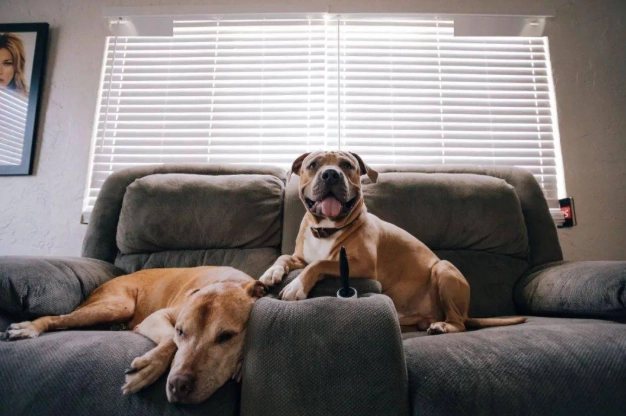 狗狗失智症症狀