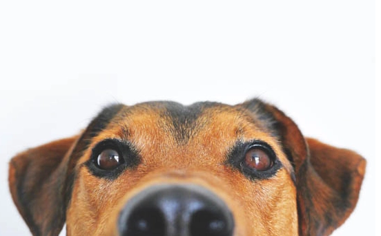 狗狗黑色素沉澱