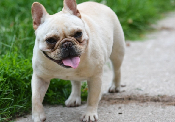 狗皮膚藥膏比較